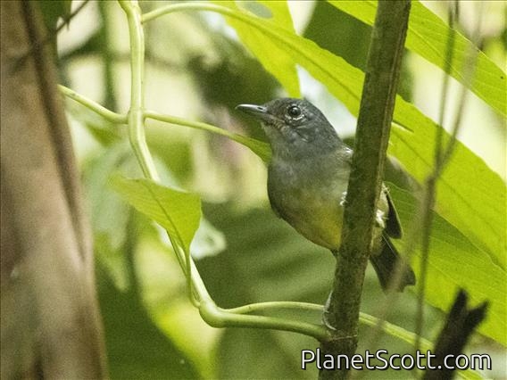 White-flanked Antwren (Myrmotherula axillaris) - Female