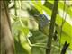 White-flanked Antwren (Myrmotherula axillaris) - Female