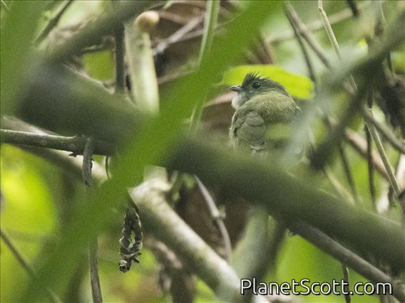White-ruffed Manakin (Corapipo altera) - Female
