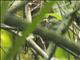 White-ruffed Manakin (Corapipo altera) - Female