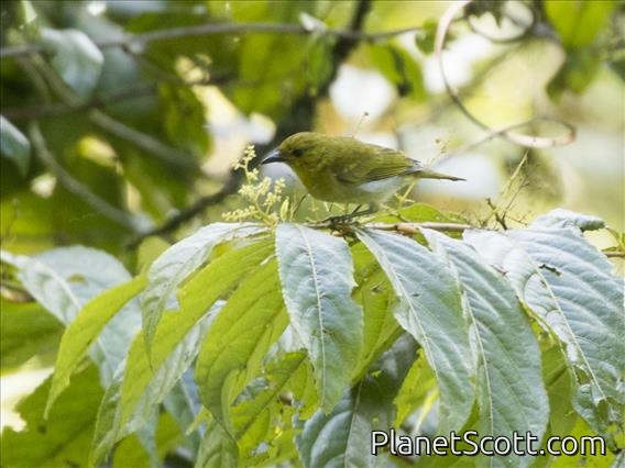 Black-and-yellow Tanager (Chrysothlypis chrysomelas) - Female