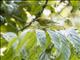Black-and-yellow Tanager (Chrysothlypis chrysomelas) - Female