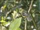 Yellow Tyrannulet (Capsiempis flaveola)