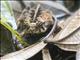 Wet Forest Toad (Incilius melanochlorus)
