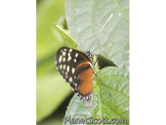 Tiger Longwing (Heliconius hecale)