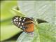 Tiger Longwing (Heliconius hecale)