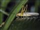 Katydid (Ischnomela gracilis)