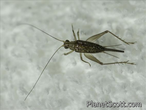 Brown Sword-tail Cricket (Anaxipha sp)