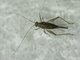 Brown Sword-tail Cricket (Anaxipha sp)