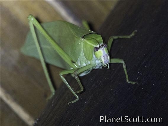 Leaf Katydid (Stilpnochlora sp)