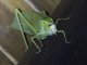 Leaf Katydid (Stilpnochlora sp)