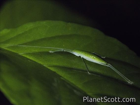 Katydid (Pterophyllini sp)