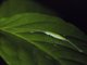 Katydid (Pterophyllini sp)