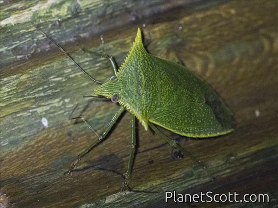 Stink Bug (Loxa viridis)