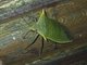 Stink Bug (Loxa viridis)