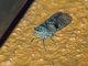 Lanternfly (Calyptoproctus sp)