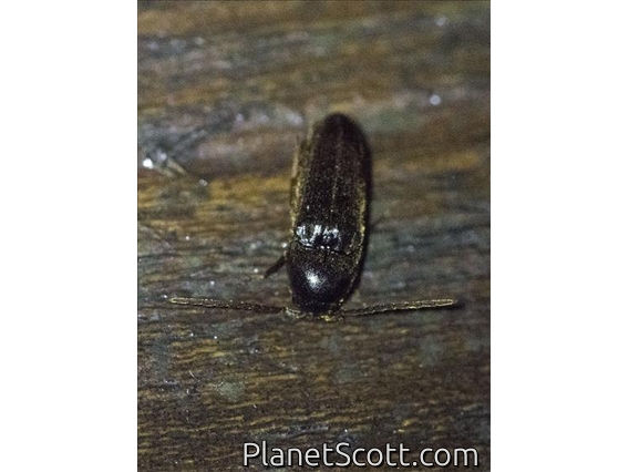 Click Beetle (Elateridae sp)