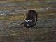 Click Beetle (Elateridae sp)