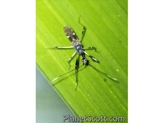 Long-necked Seed Bug (Myodocha intermedia)