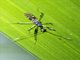 Long-necked Seed Bug (Myodocha intermedia)