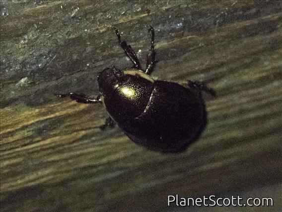 Shining Leaf Chafer (Anomalini sp)