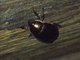 Shining Leaf Chafer (Anomalini sp)