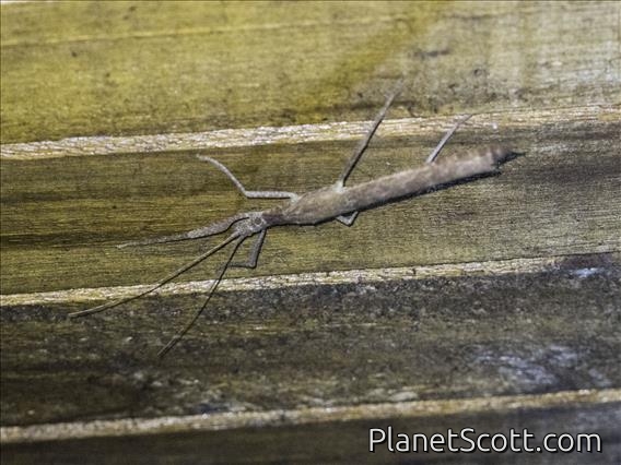 Striped Walkingstick (Prexaspini sp)