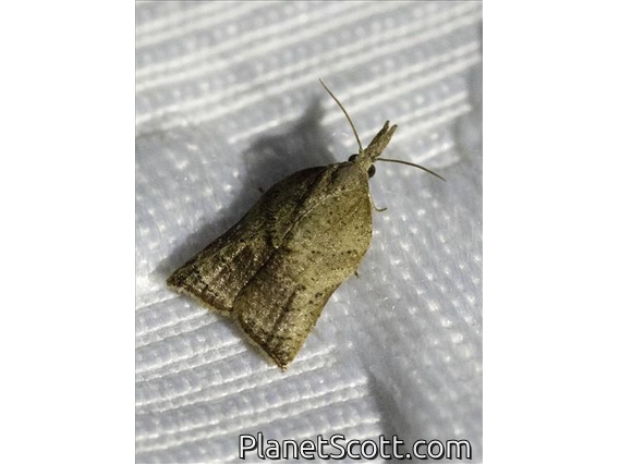 Sparganothini Moth (Platynota sp)