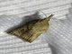 Sparganothini Moth (Platynota sp)