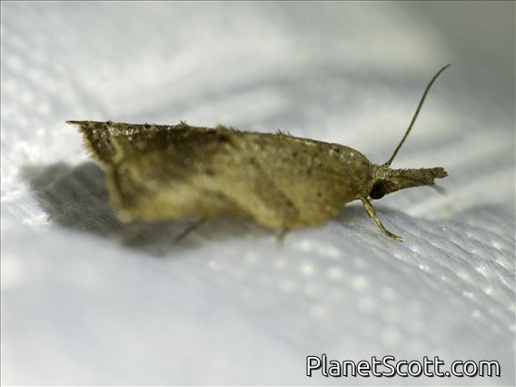 Sparganothini Moth (Platynota sp)