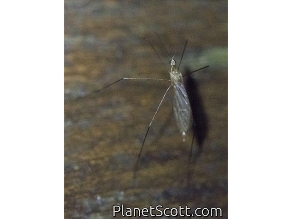 Crane Fly (Gonomyia sp)