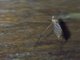 Crane Fly (Gonomyia sp)