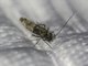 Barklouse (Psocodea sp)