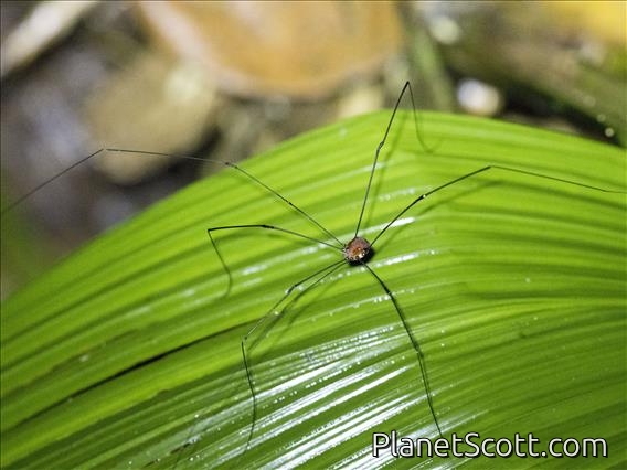 Harvestman (Sclerosomatidae sp)