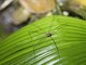 Harvestman (Sclerosomatidae sp)