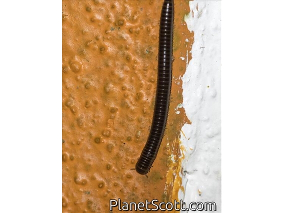 Snake Millipede (Cylindroiulus caeruleocinctus)