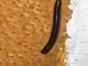 Snake Millipede (Cylindroiulus caeruleocinctus)