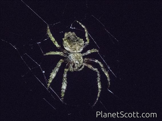 Orbweaver (Parawixia sp)