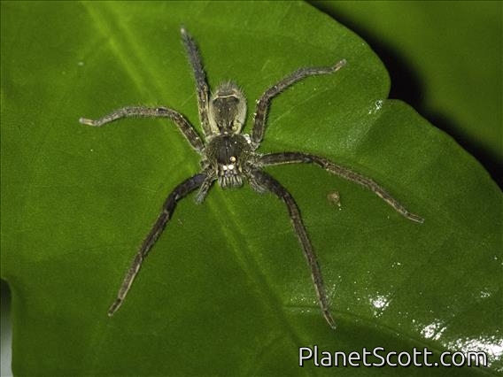 Tiger Bromeliad Spider (Cupiennius salei)