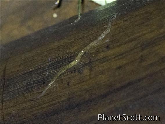 Land Planarian (Rhynchodemus bromelicola)