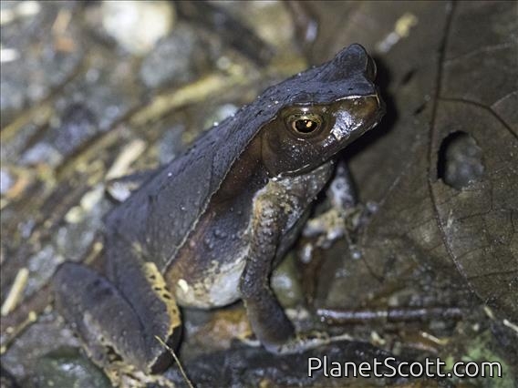 Leaf Litter Toad (Rhaebo haematiticus)