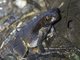Leaf Litter Toad (Rhaebo haematiticus)