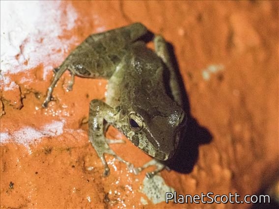 Slim-fingered Rain Frog (Craugastor crassidigitus)