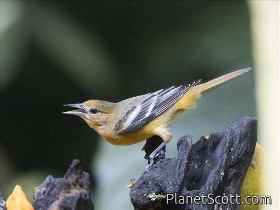 Baltimore Oriole (Icterus galbula) - Female