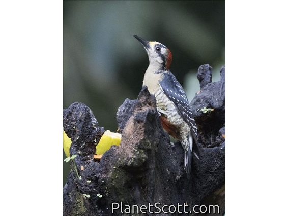 Black-cheeked Woodpecker (Melanerpes pucherani)