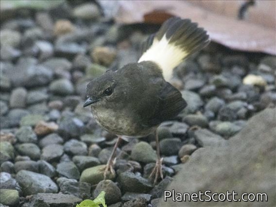 Buff-rumped Warbler (Myiothlypis fulvicauda)