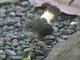 Buff-rumped Warbler (Myiothlypis fulvicauda)
