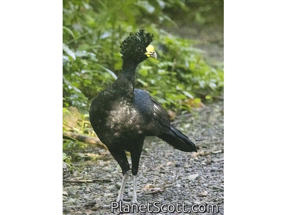 Great Curassow (Crax rubra) - Male