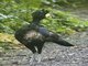 Great Curassow (Crax rubra) - Male