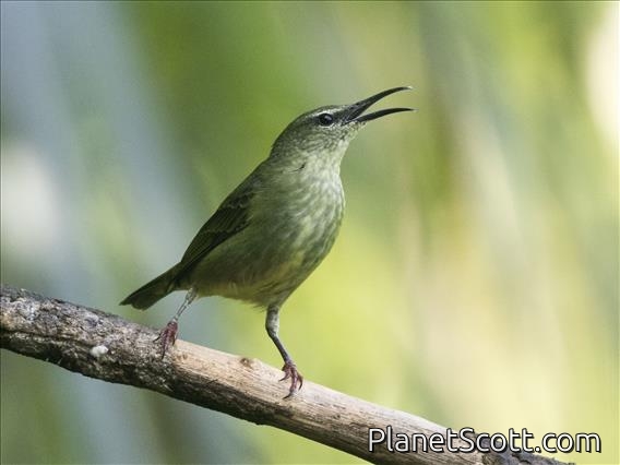 Red-legged Honeycreeper (Cyanerpes cyaneus) - Female